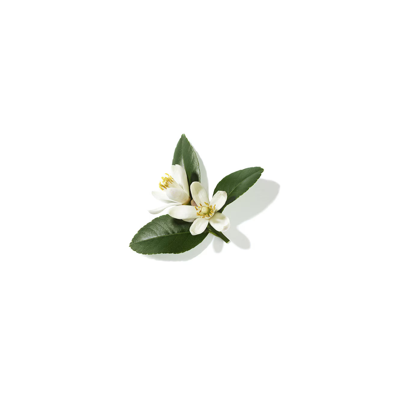 La Vie Est Belle L'Eclat - Eau de Parfum