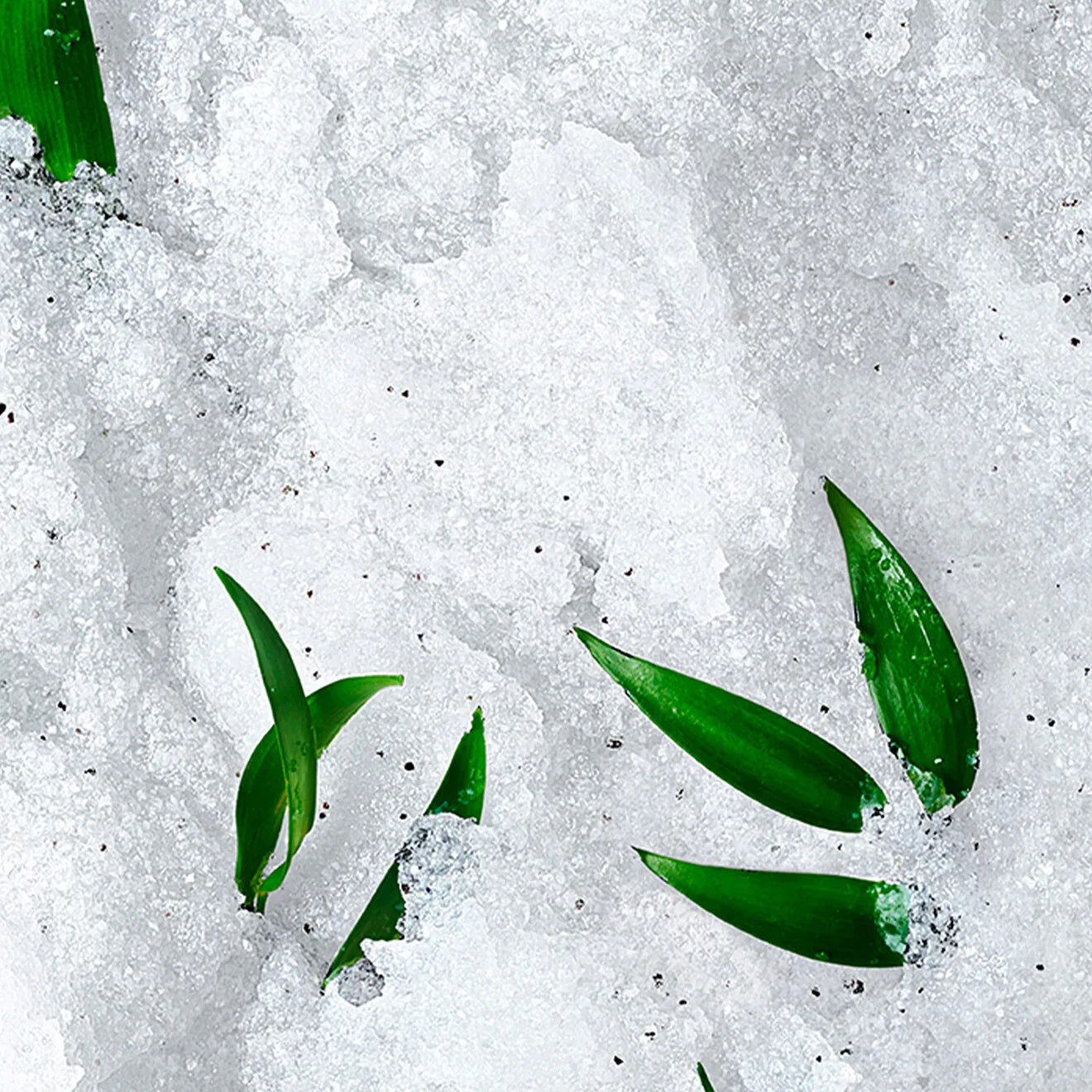 Body Rêve de thé Revitalising Granular Scrub