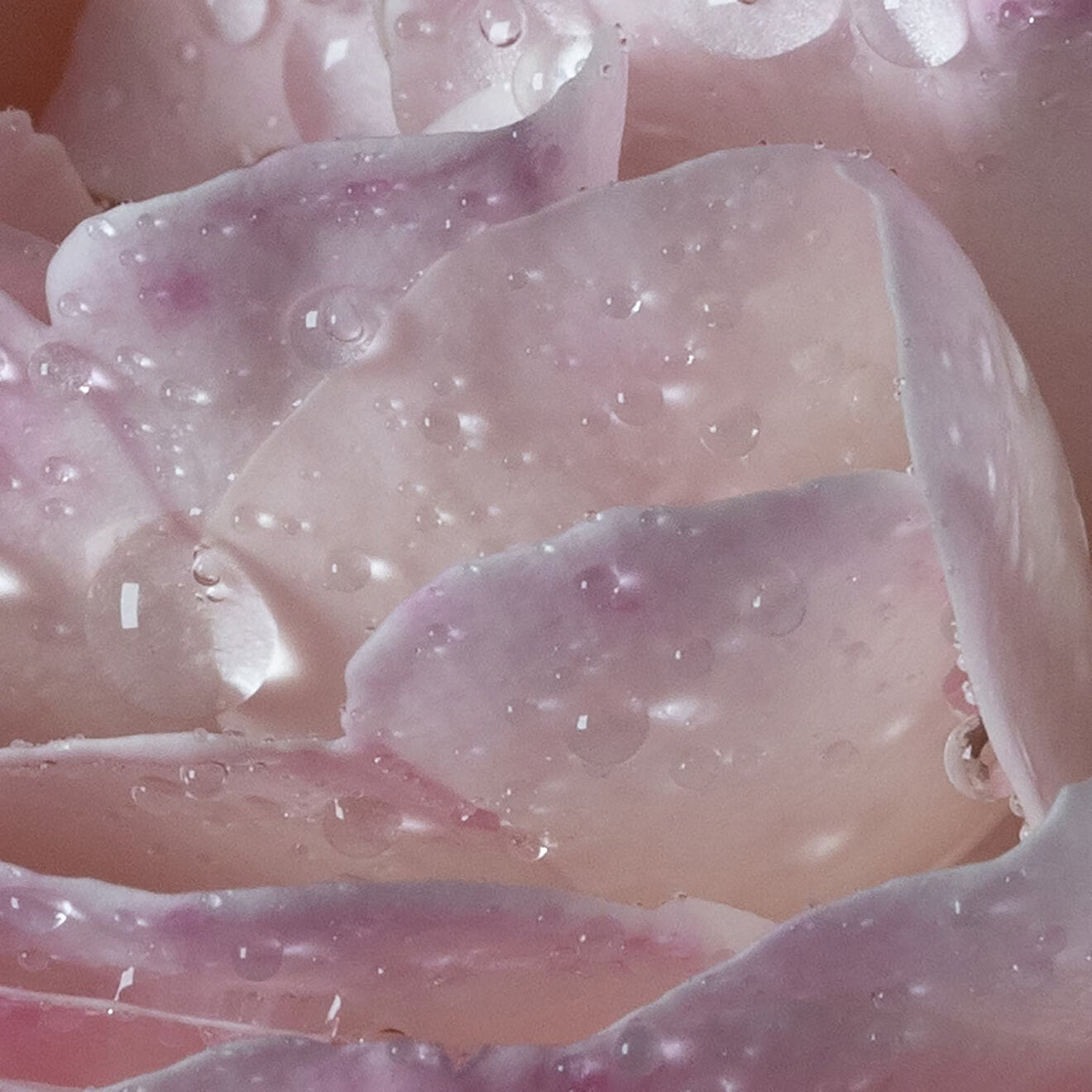 l'eau À la rose - Eau de Toilette