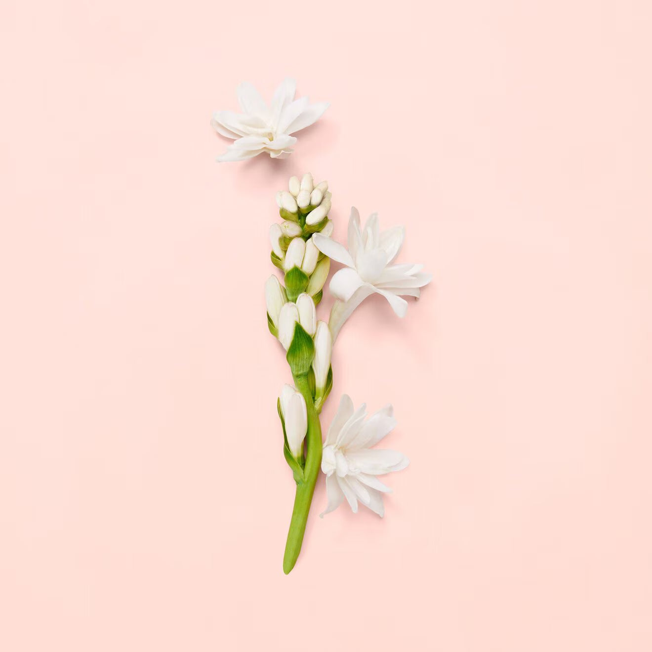 Bloom - Eau de Parfum