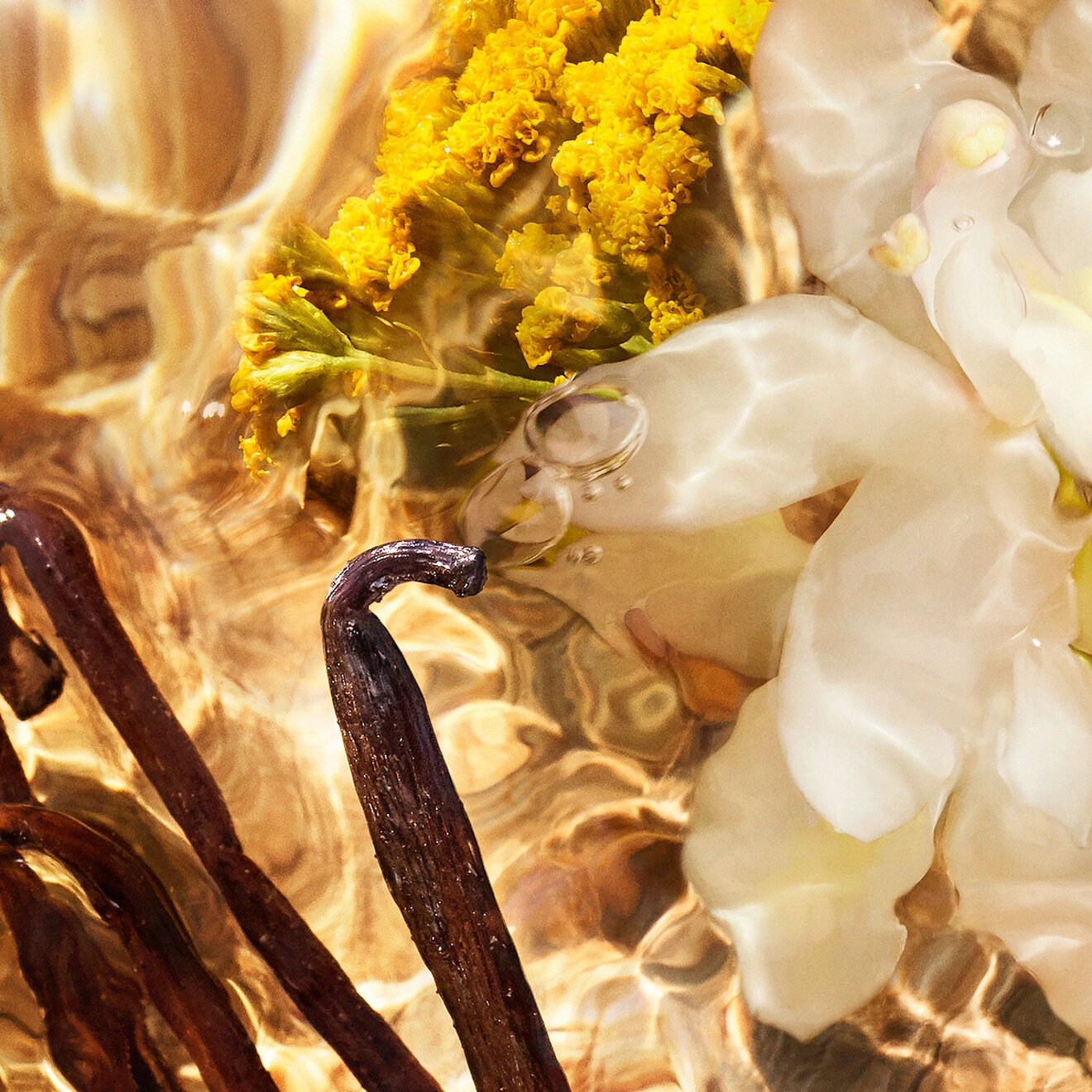 Aqua Allegoria Forte: Bosca Vanilla - Eau de Parfum