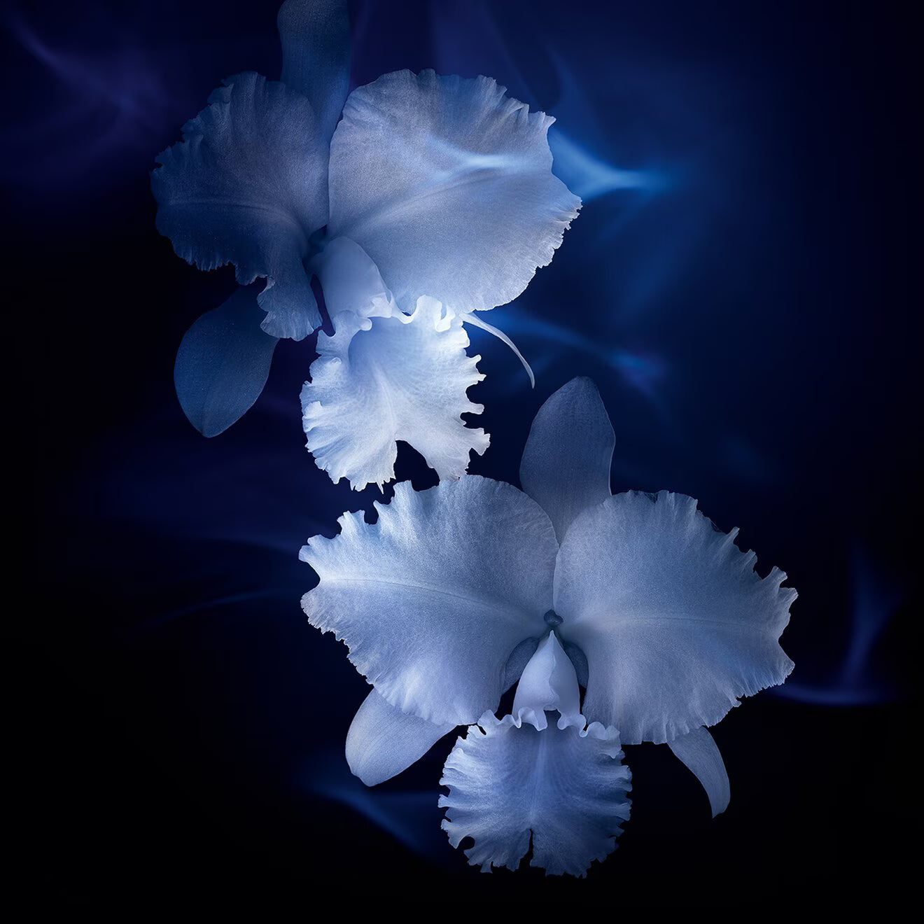 Orchidée Impériale The Essence-in-Lotion