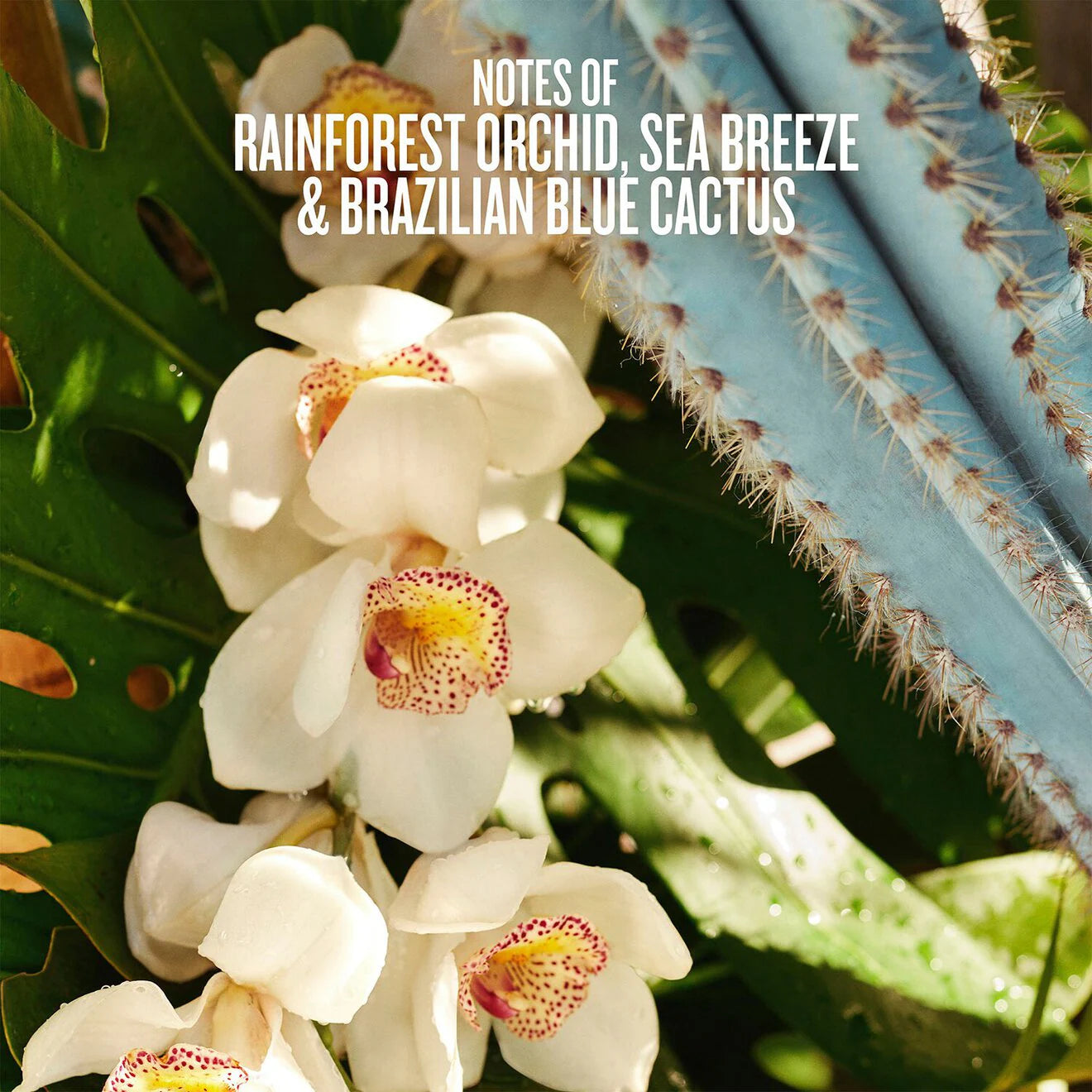 Refresco Paraíso Perfume Mist