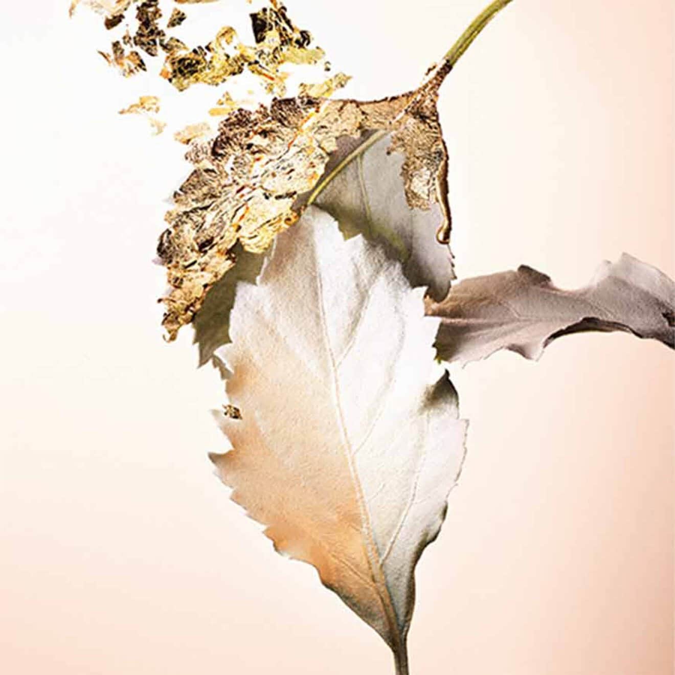 Splendida Patchouli Tentation - Eau de Toilette
