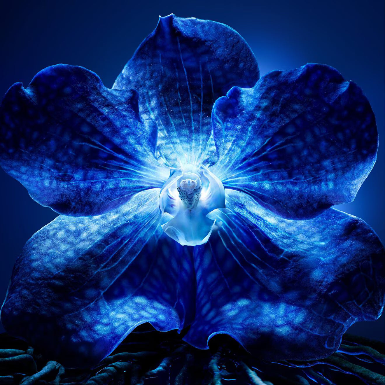 Orchidée Impériale The Longevity Light Cream