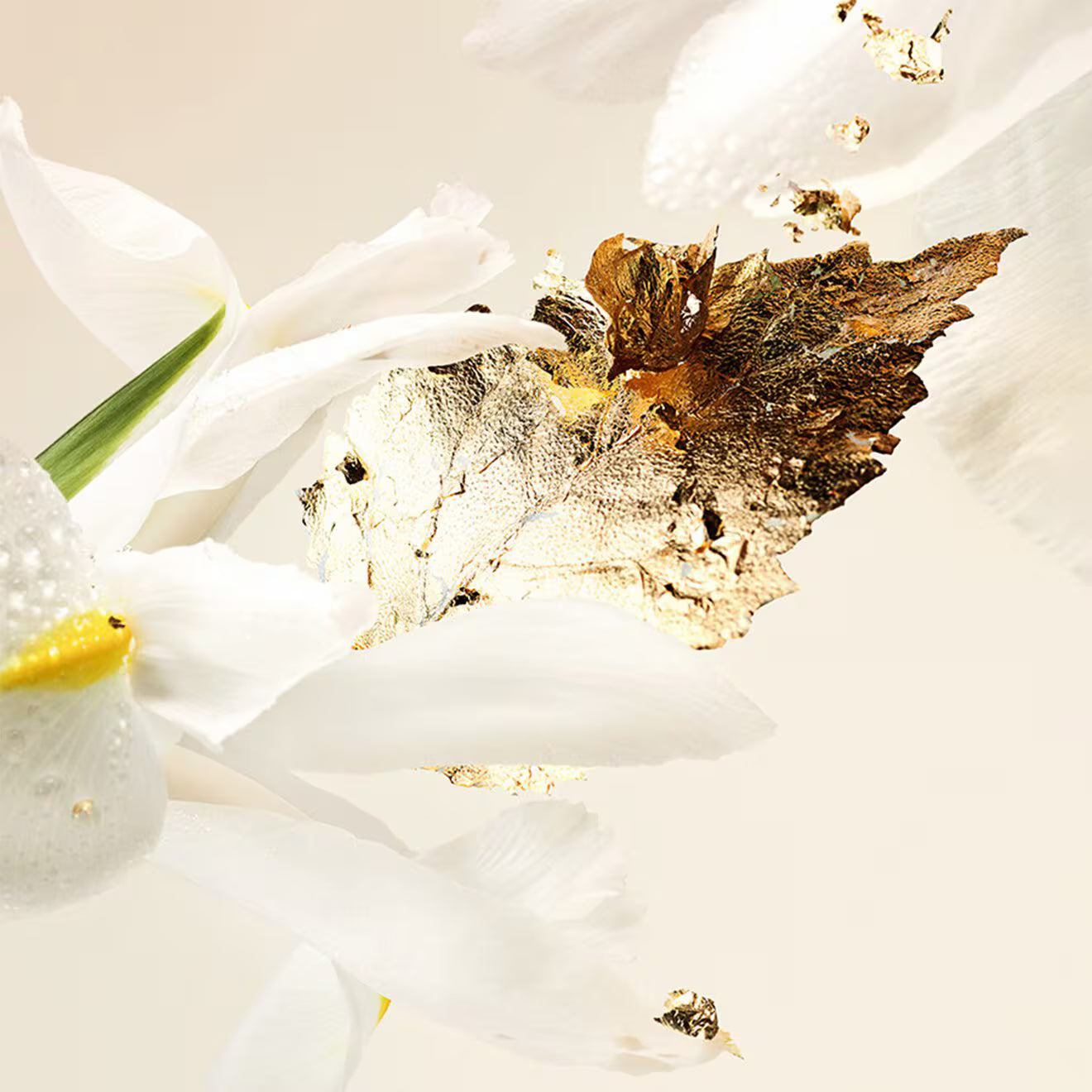 Splendida Patchouli Tentation - Eau de Toilette