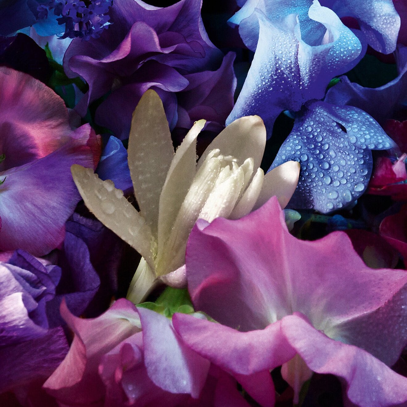 Absolus Allegoria Florabloom - Eau de Parfum
