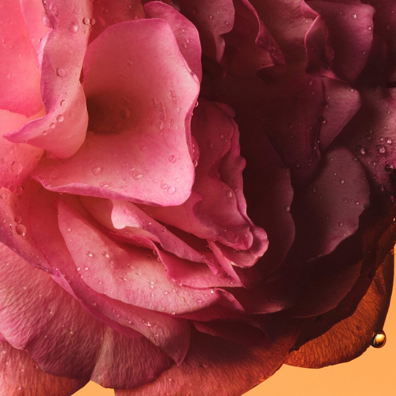 The Alchemist's Garden Rosa Sublime Eau de Parfum