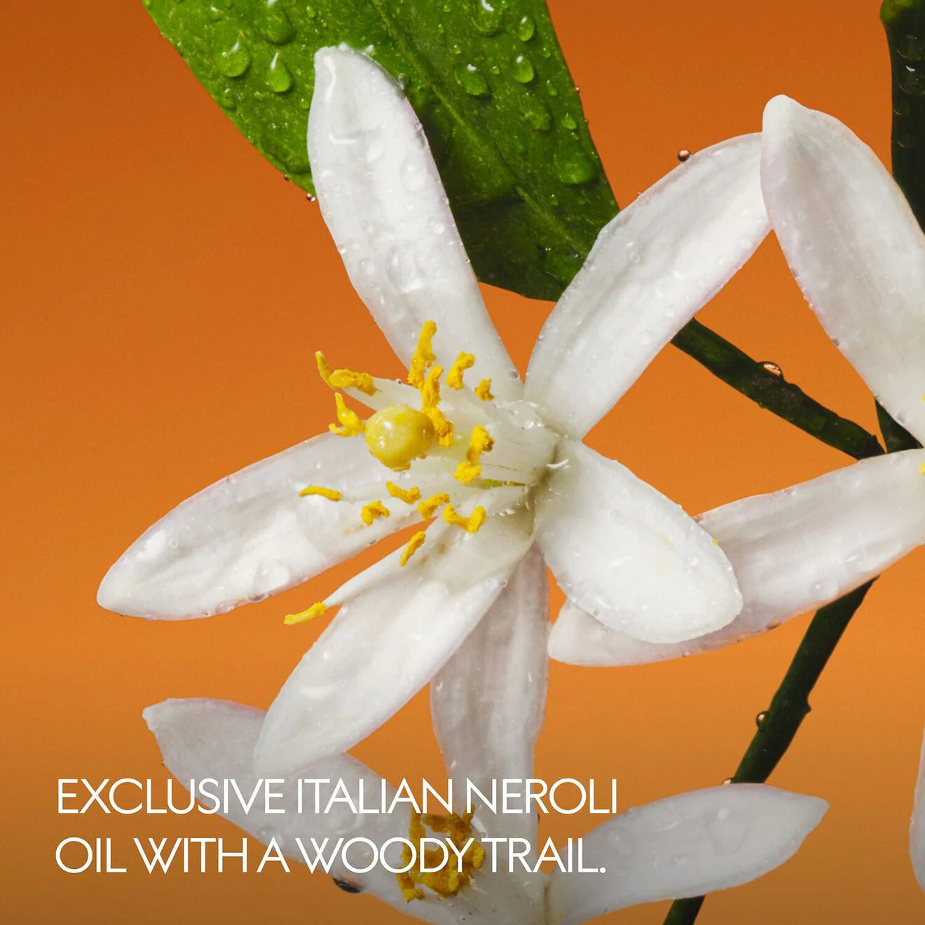 The Alchemist's Garden Fiori di Neroli - Eau de Parfum