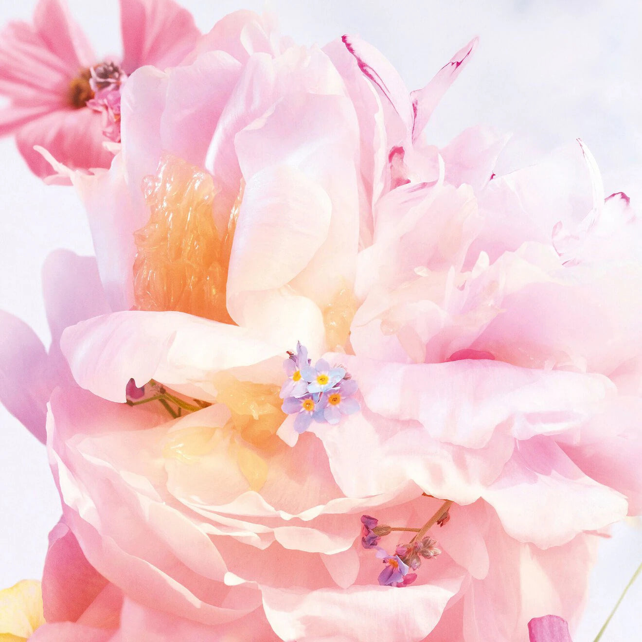 Miss Dior Blooming Bouquet Mini Miss Solid Perfume