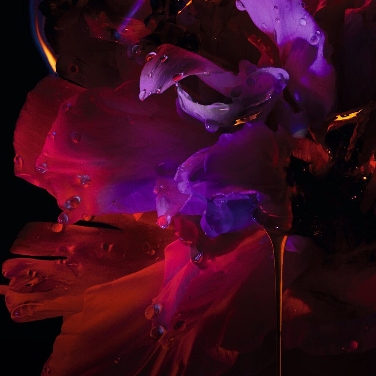 Hypnotic Poison Eau de Parfum