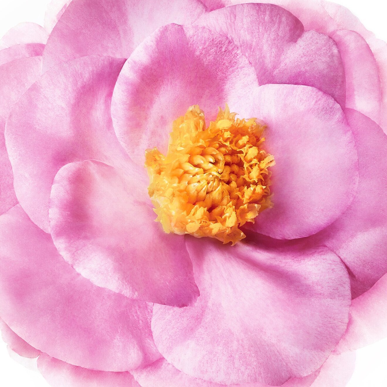 Hair Prodigieux® Pre-Shampoo Nourishing Mask